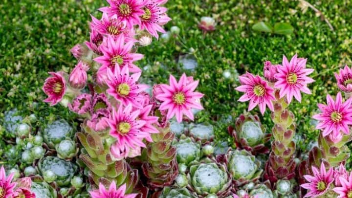 14 Pretty Pink Succulent Plants To Brighten Your Home