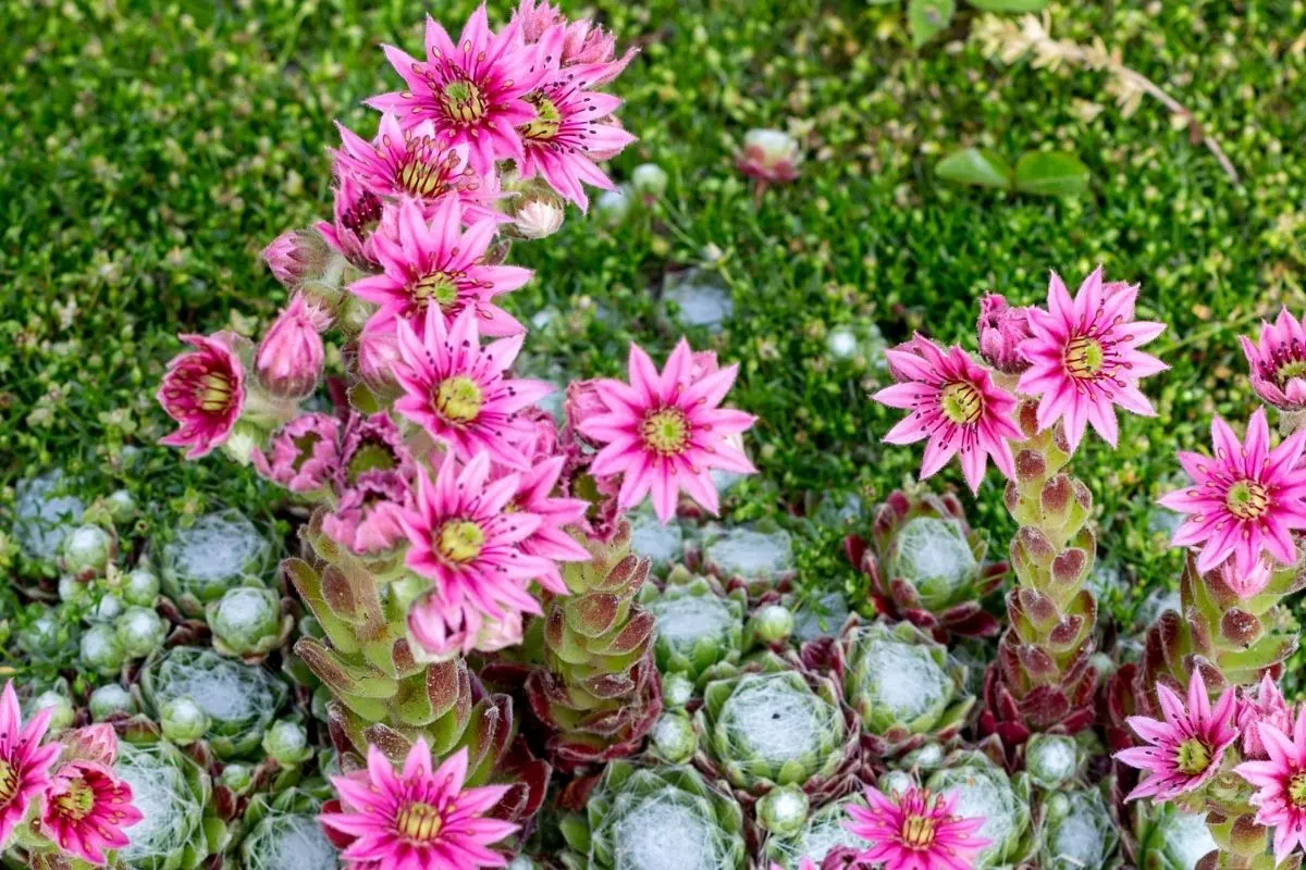 succulents with bright pink flowers