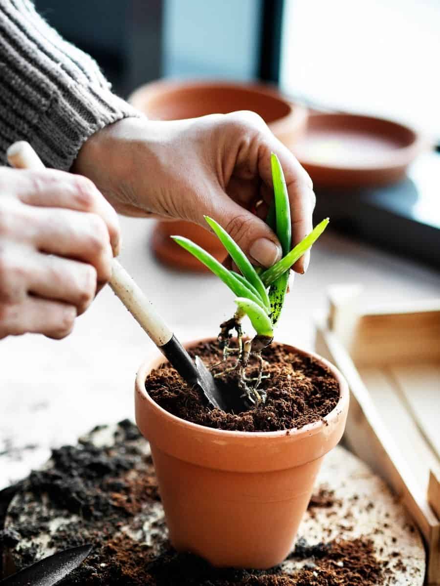 planting aloe vera pups into a terracotta pot