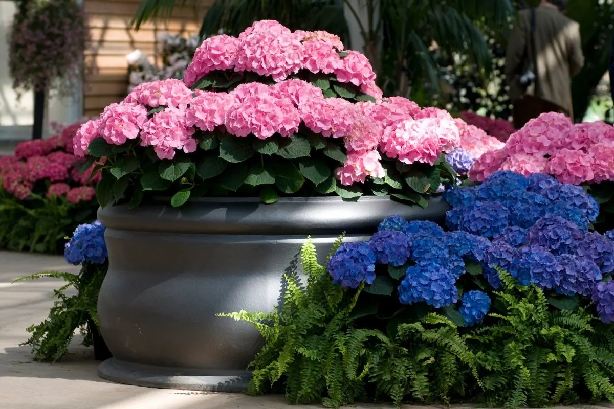 potted hydrangeas