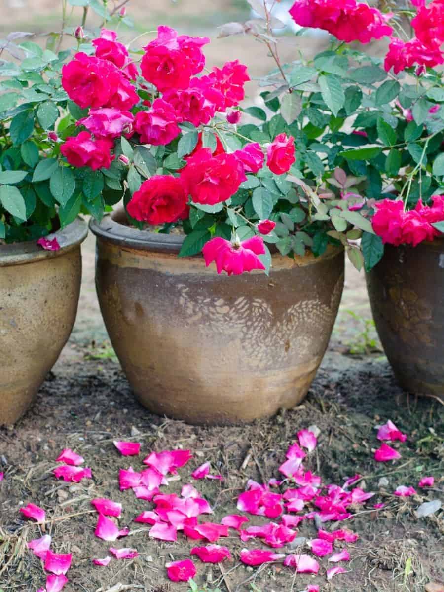 potted knockout roses