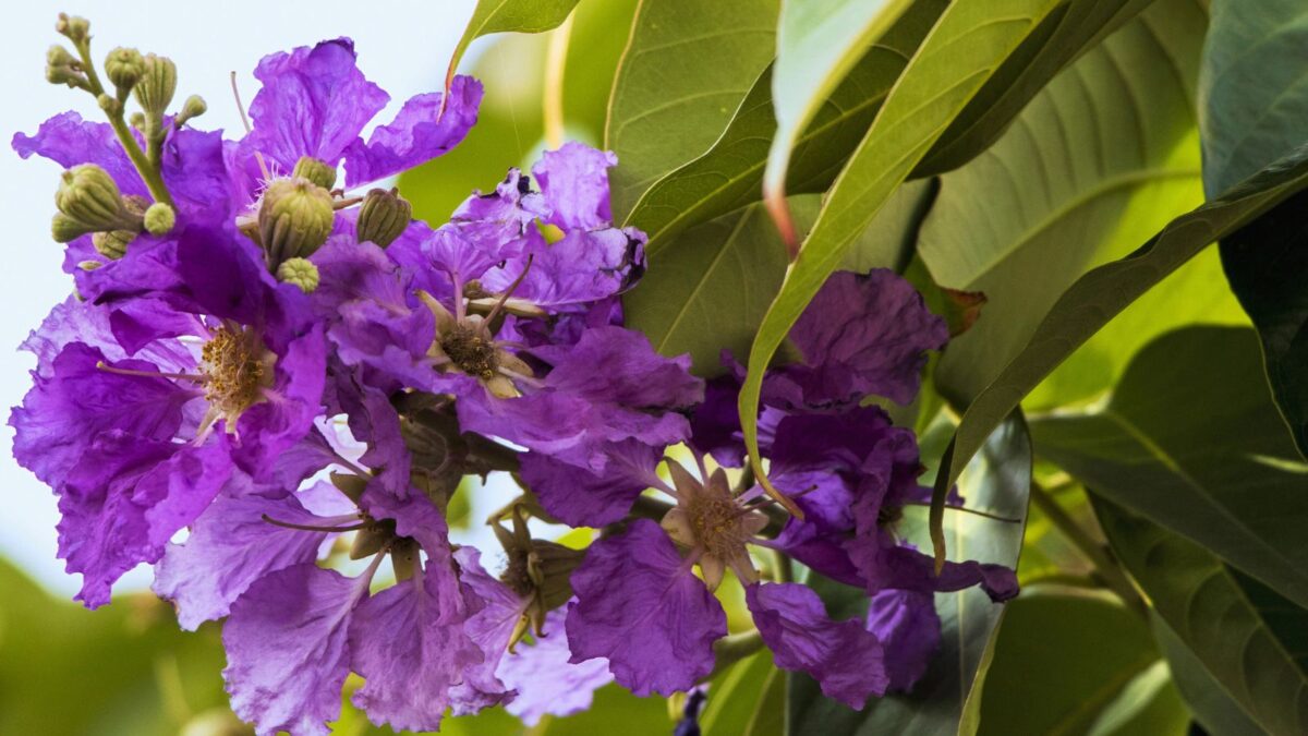 purple crape myrtle flowers.
