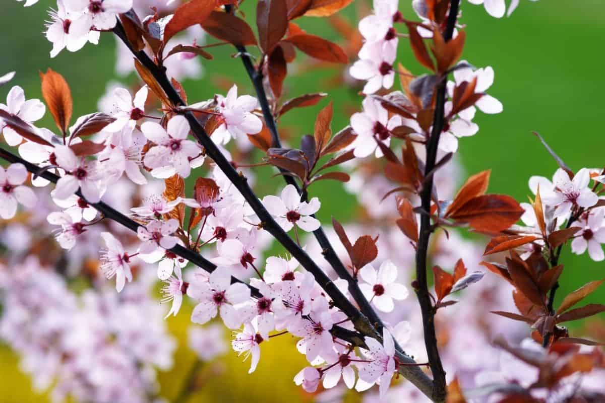 Purple-leaf plum