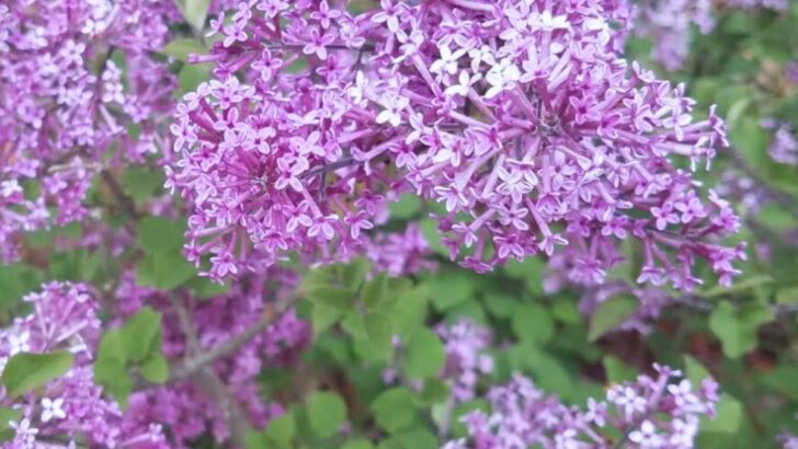 10 Purple Flowering Trees That Will Make Your Garden Unforgettable