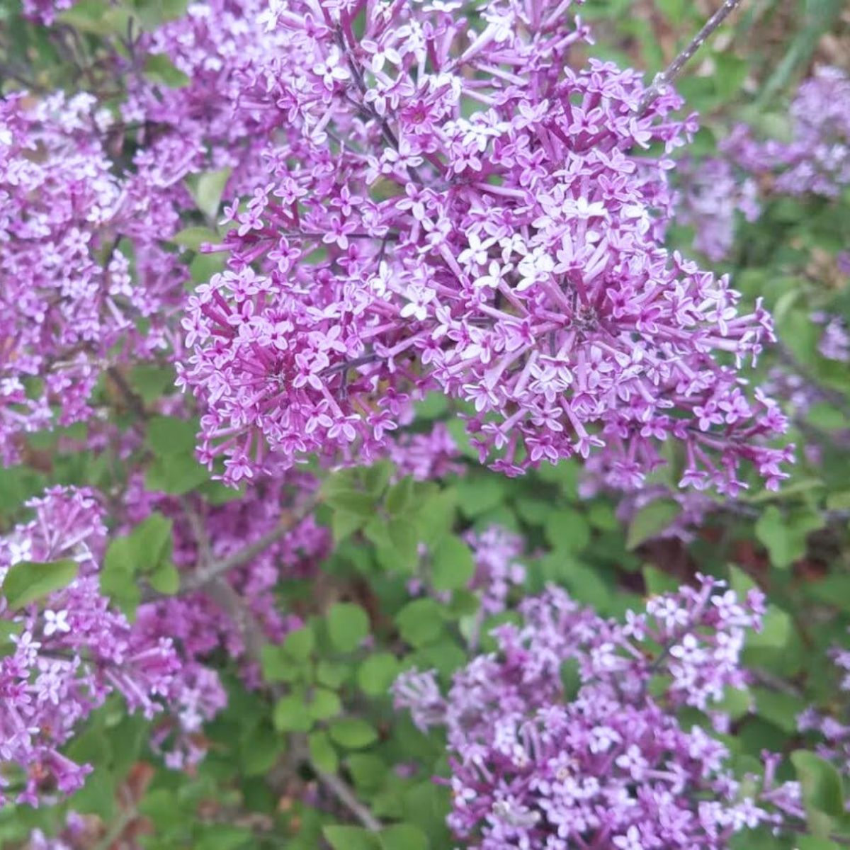 purple lilac tree flowers.