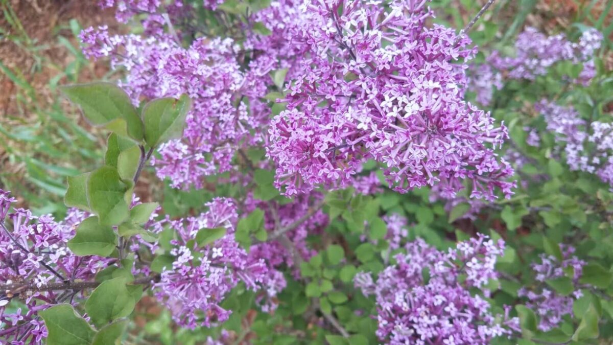 purple lilac tree flowers.