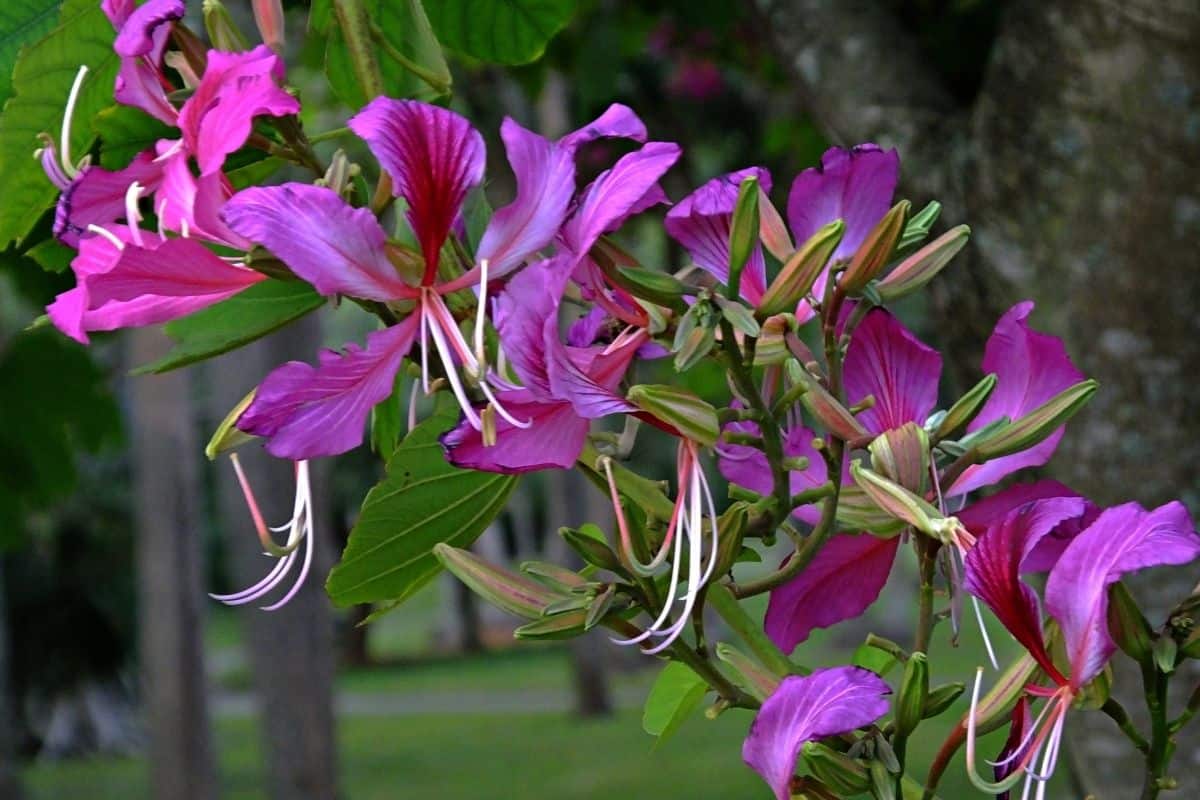 purple orchid tree