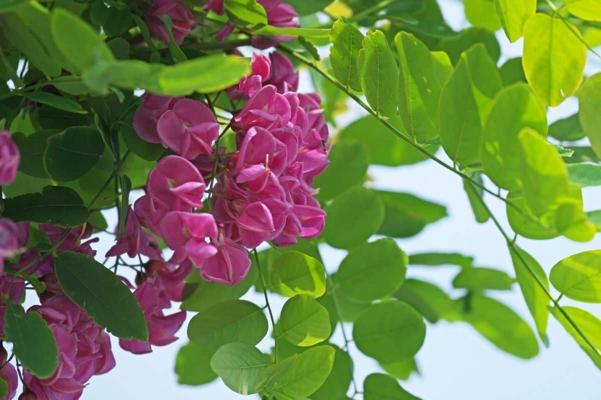 purple robe locust flowers