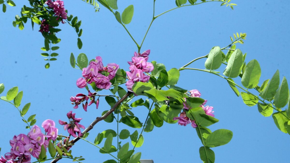 purple robe locust tree in bloom.
