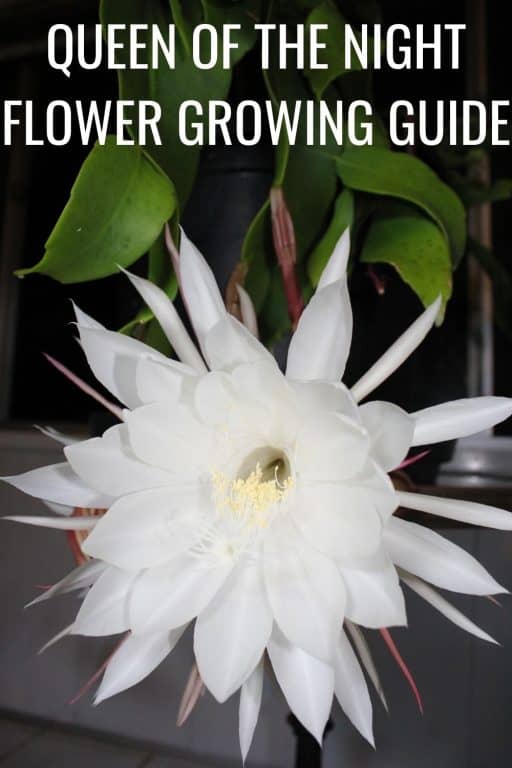 Queen Of The Night Flower Growing Guide