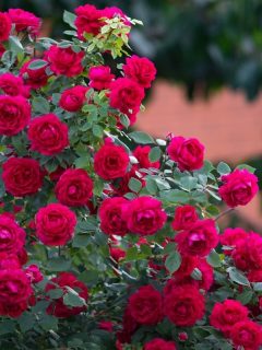 red double knock out rose bush