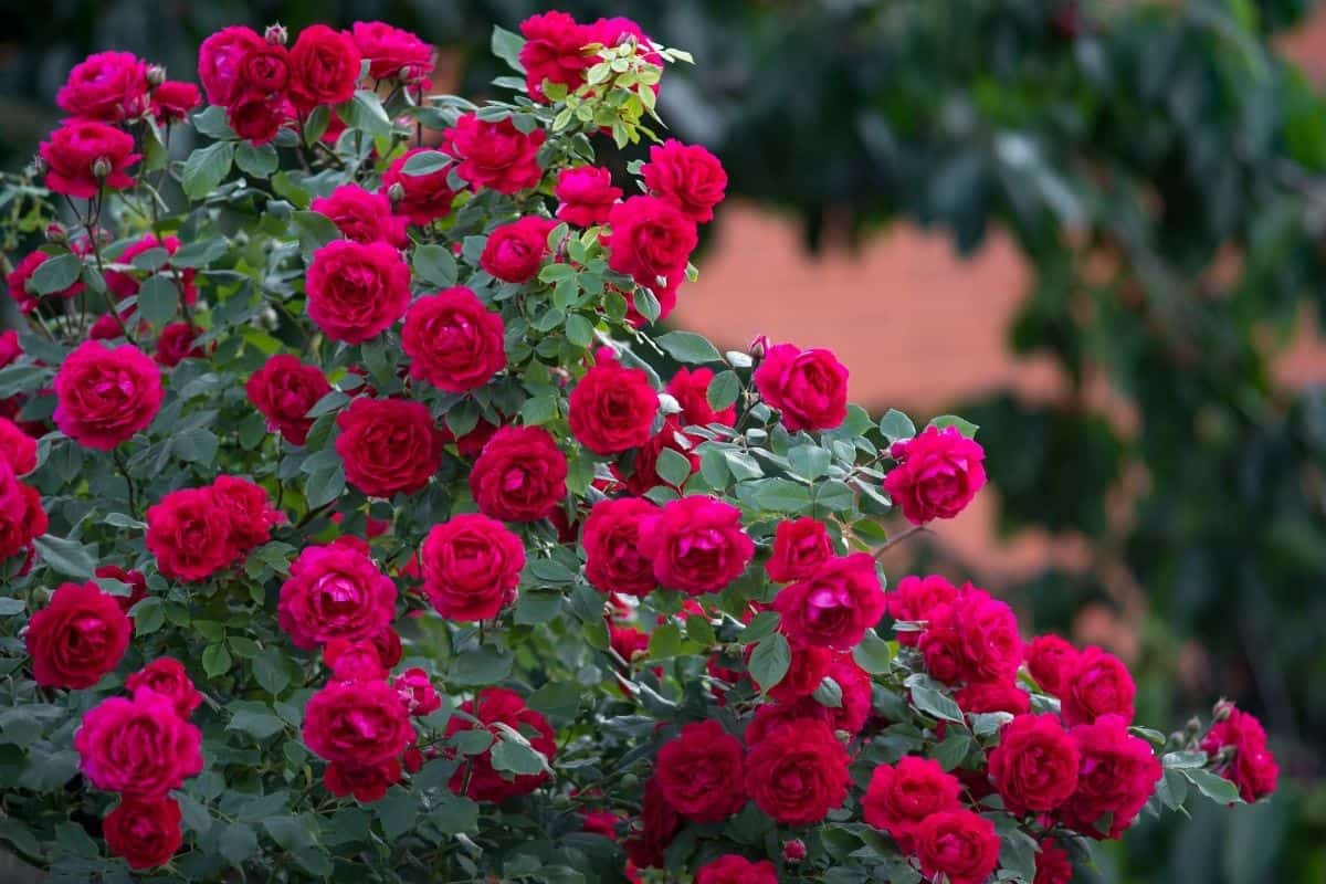 red double knock out rose bush