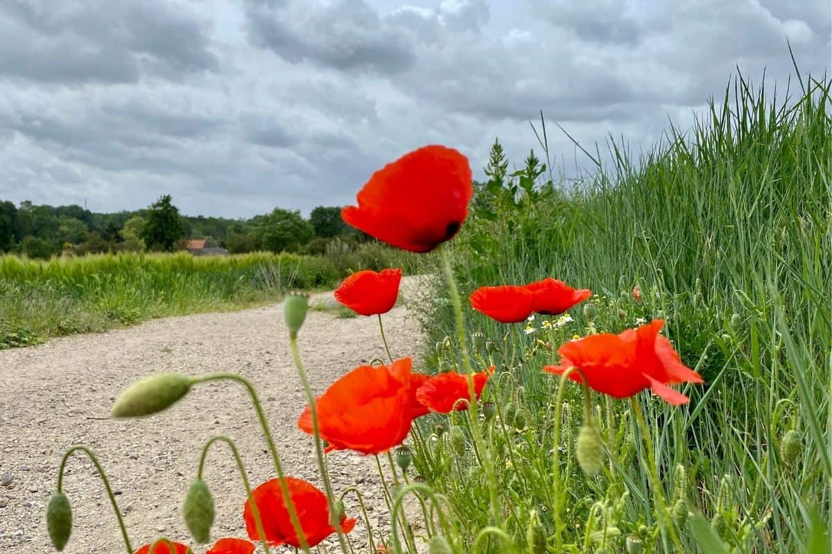 bright red poppies by a gravel road