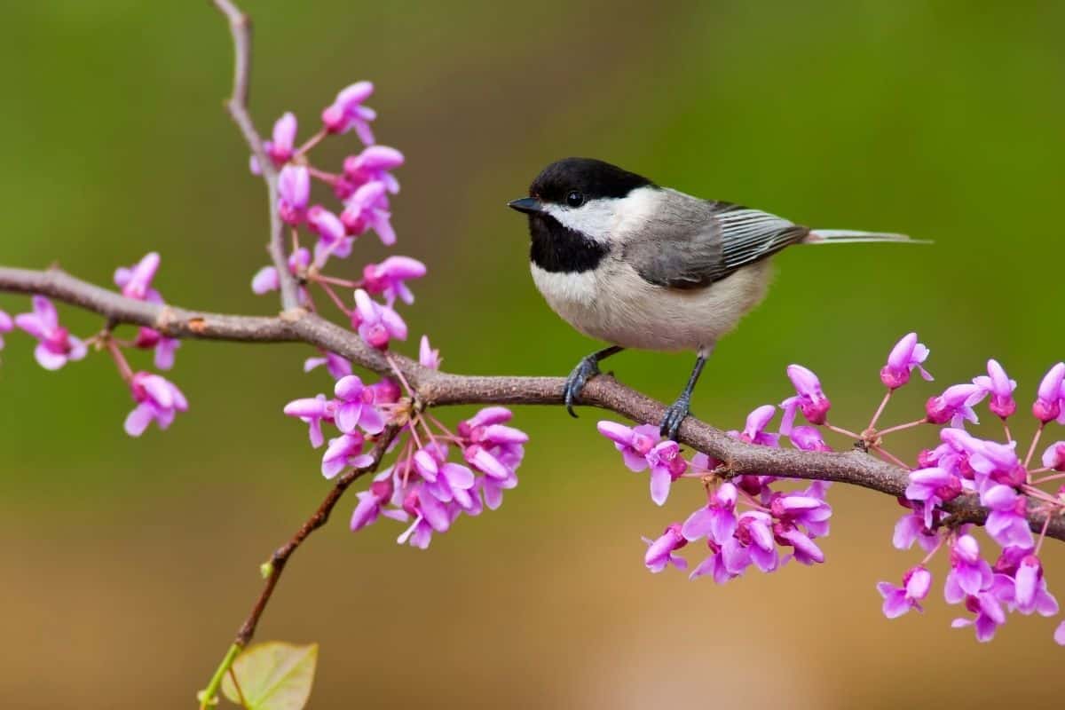 a bird on a branch of redbud flowers