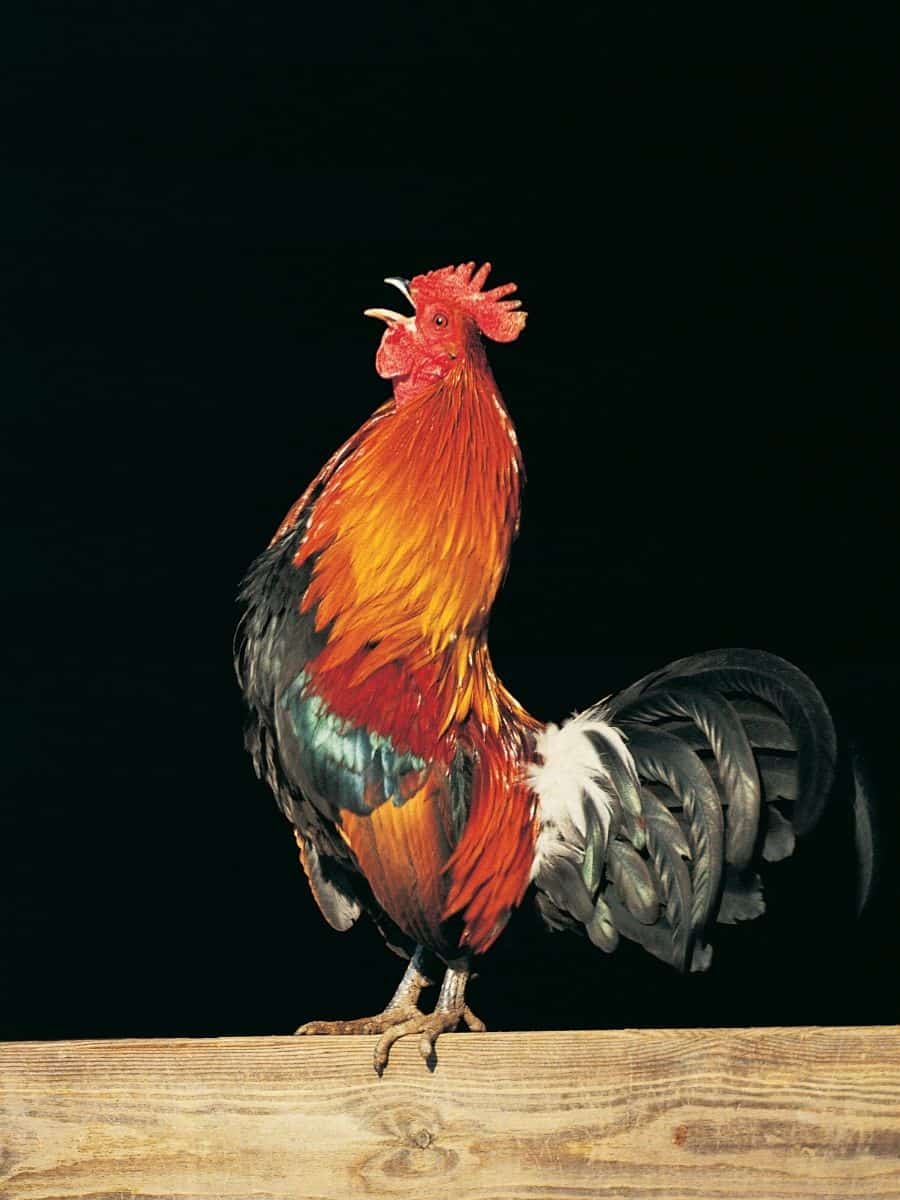 rooster crowing