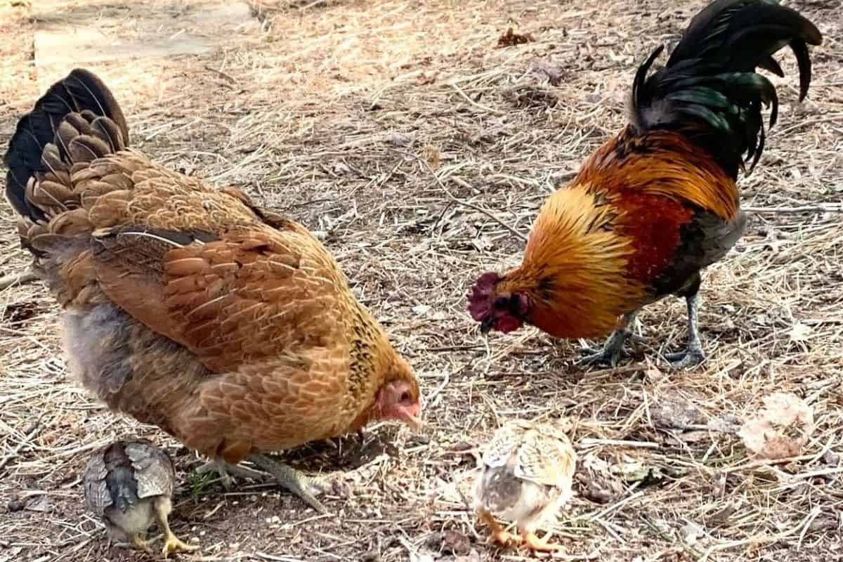 rooster with hen and chicks