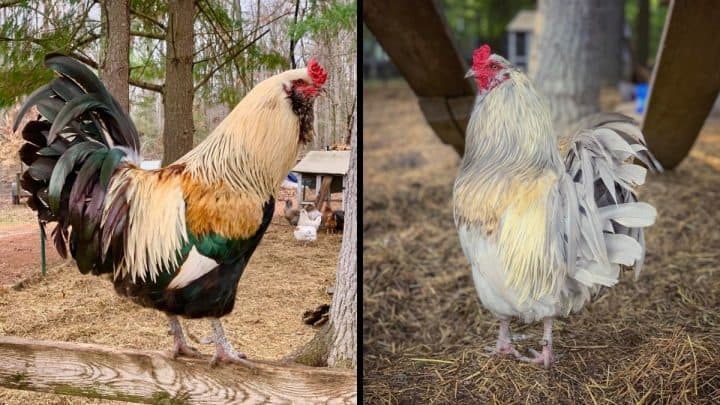 Do You Need A Rooster In Your Flock? Your Questions Answered!