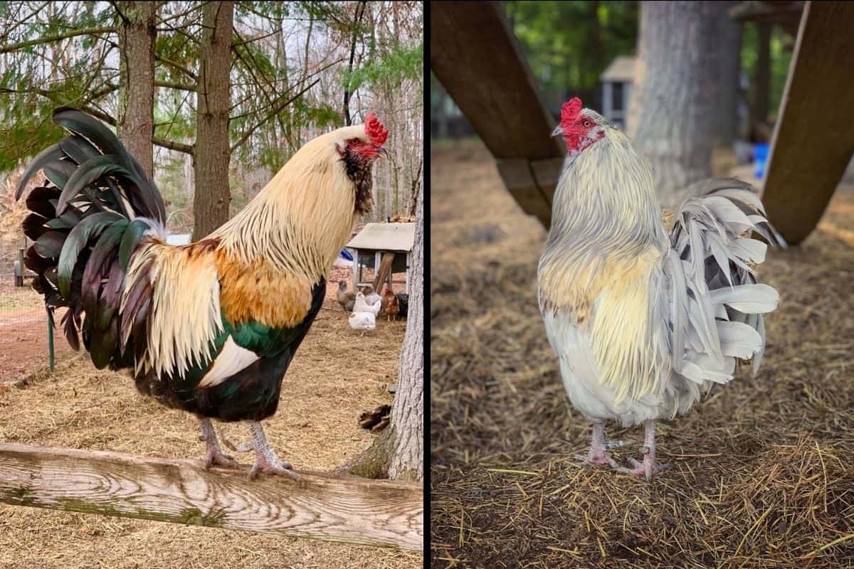 colorful roosters