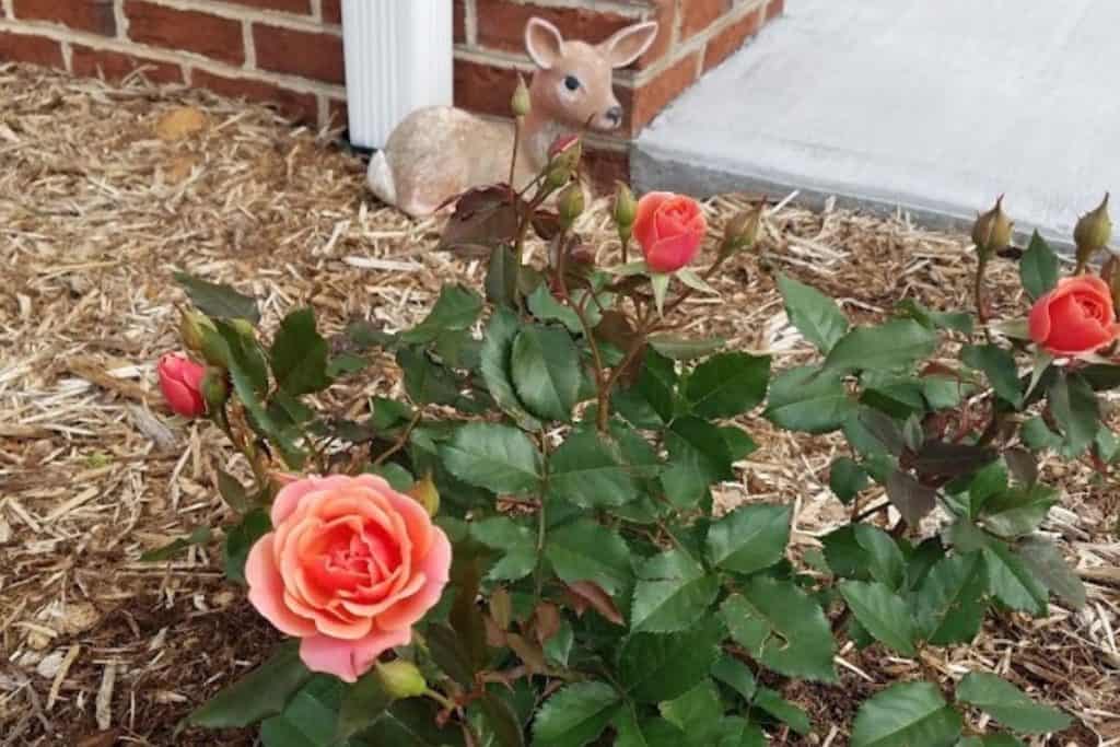 a rose bush with a ceramic deer in the background