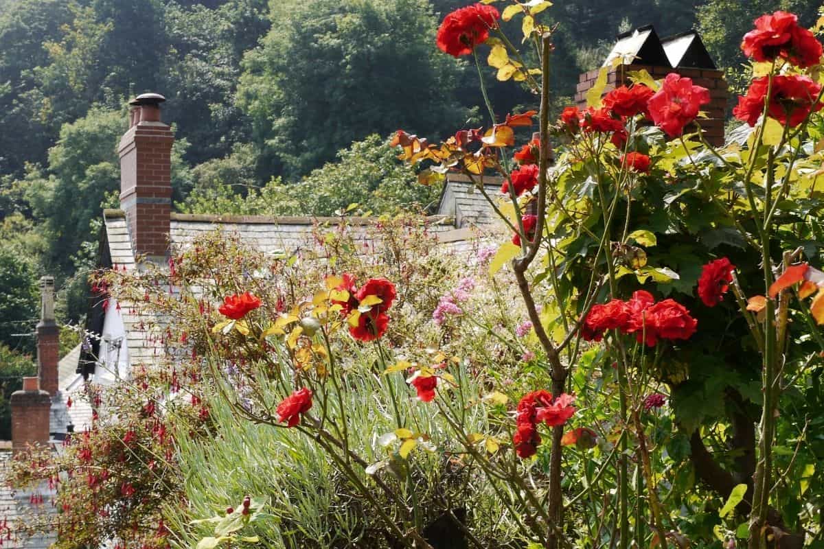 roses in the cottage garden 