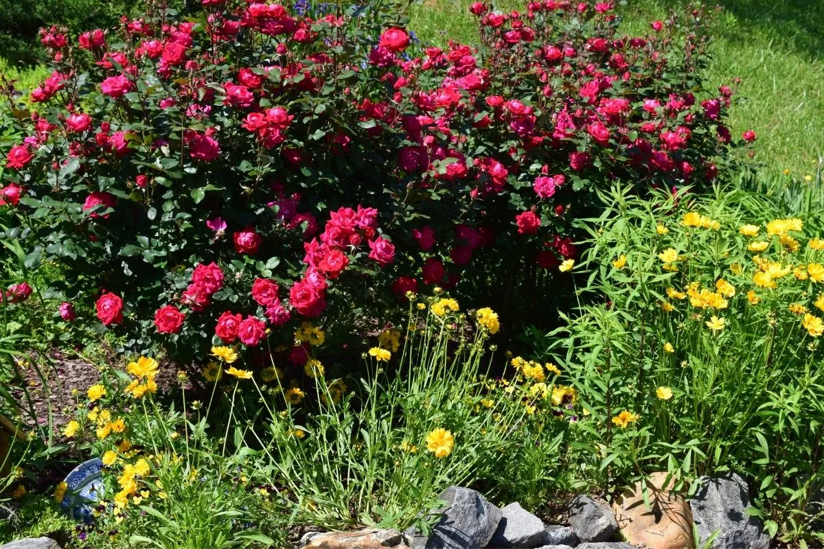 roses and yellow flowers