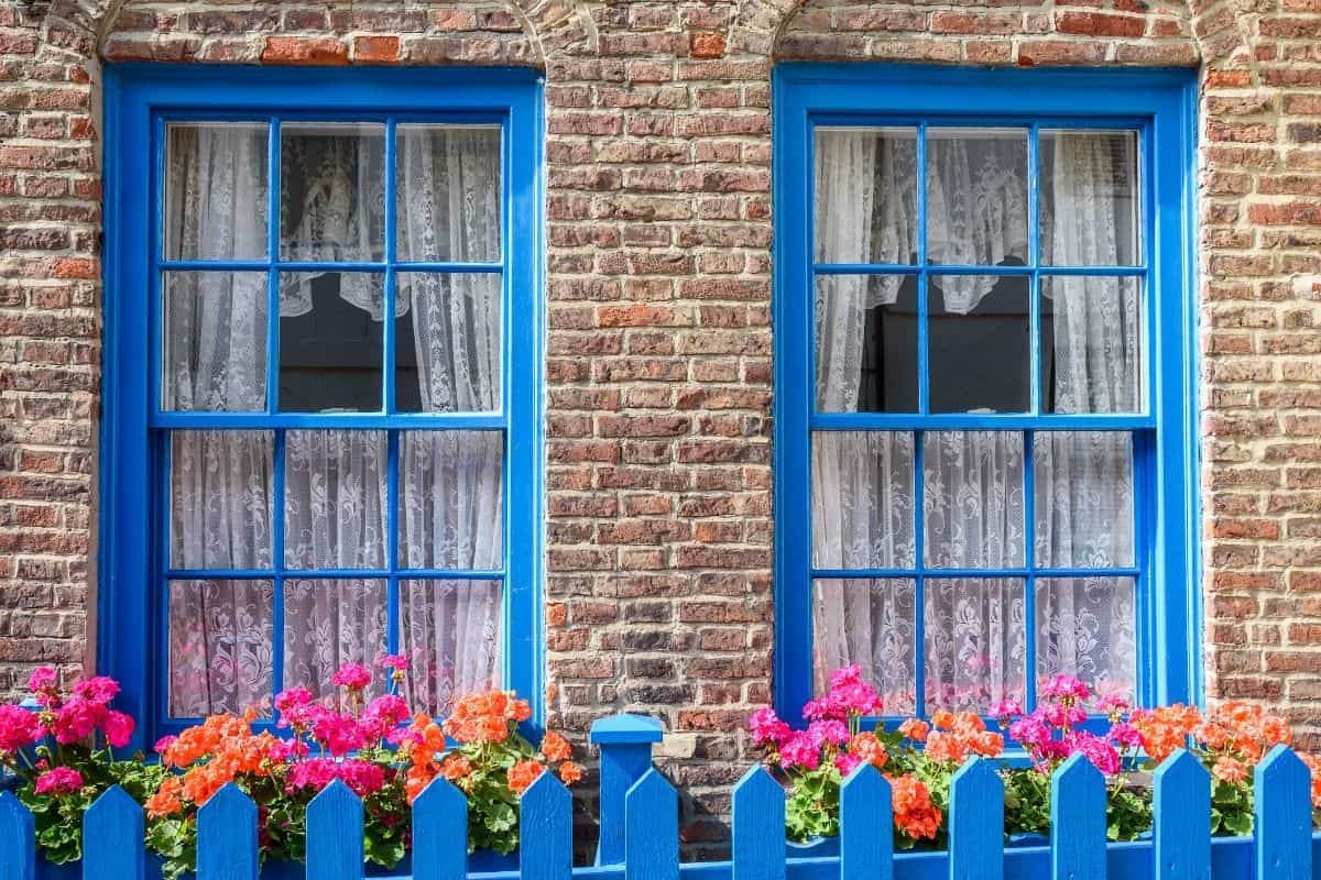 roses behind a blue fence