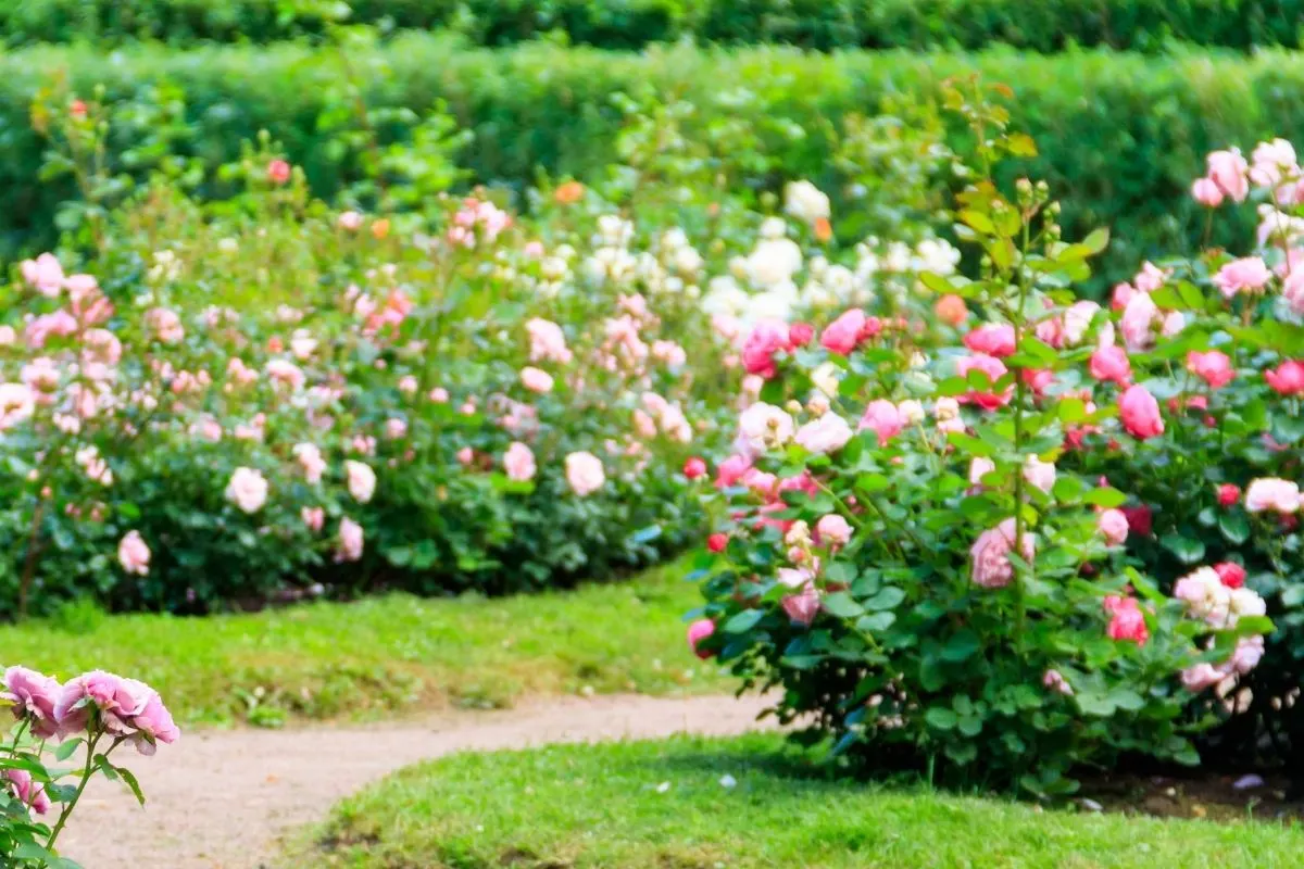 roses hedge