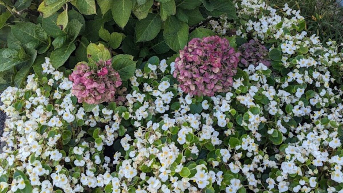 rusty-colored hydrangea flowers nestled between a mass of small white flowers.
