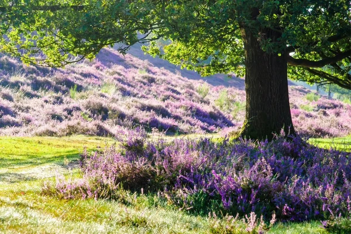 salvia under oak tree