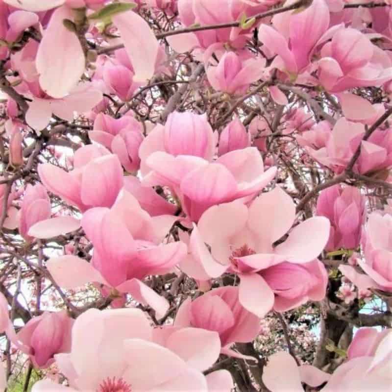 saucer magnolia flowers