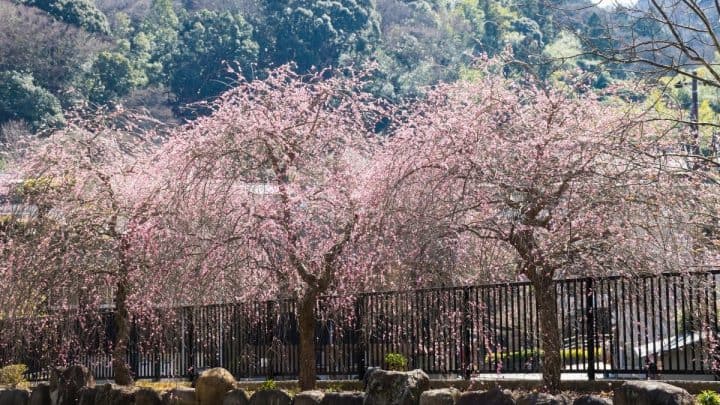 Snow Fountains Weeping Cherry Trees – A Real Beauty For The Garden