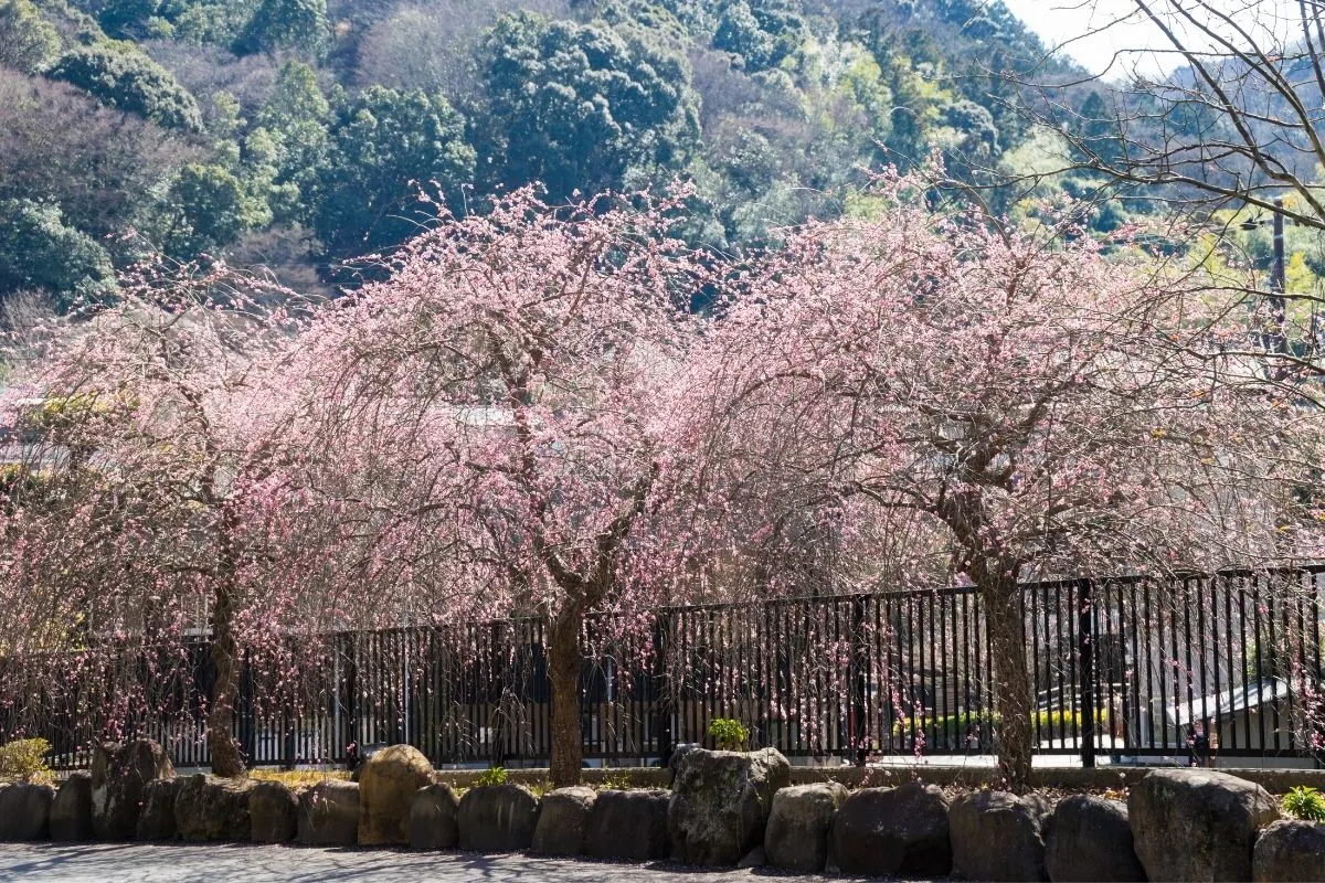 snow fountains weeping cherry tree