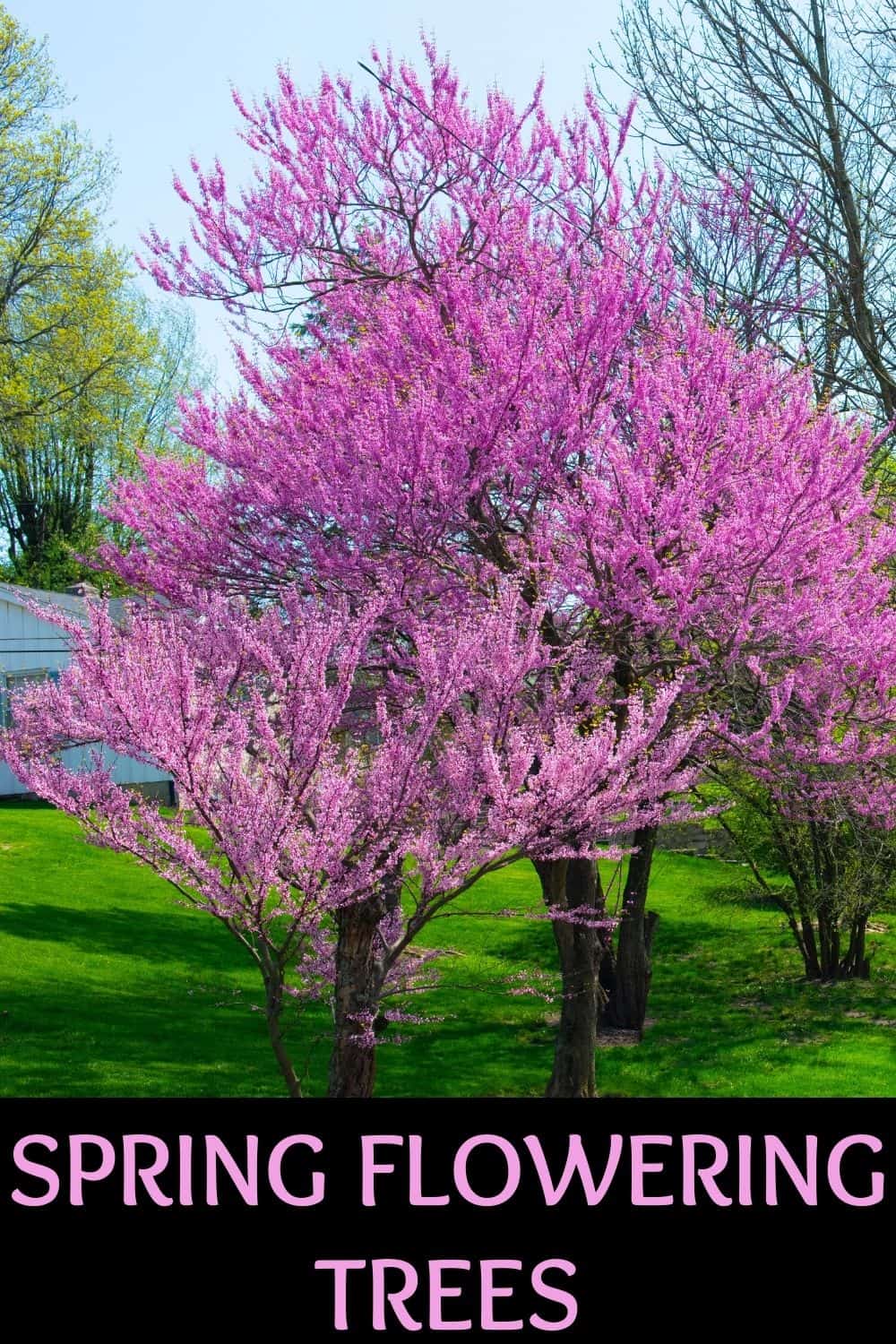 spring flowering trees