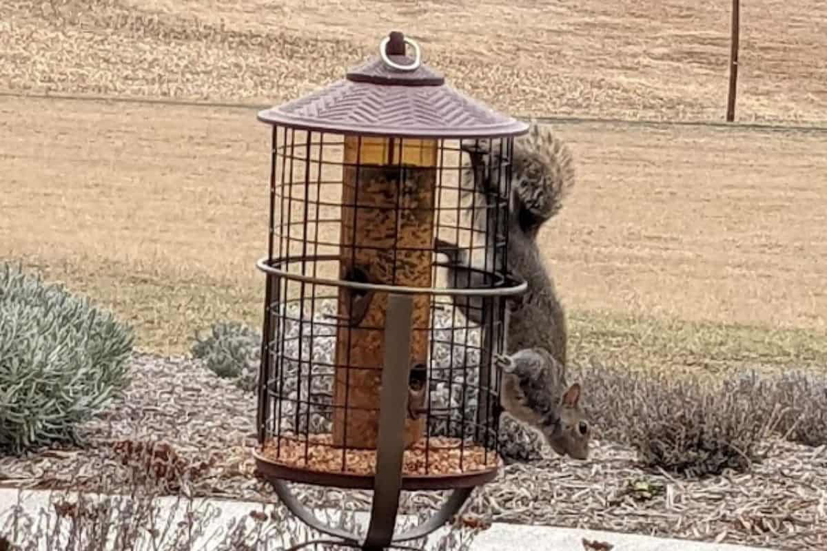 squirrel hangning on a birdfeeder