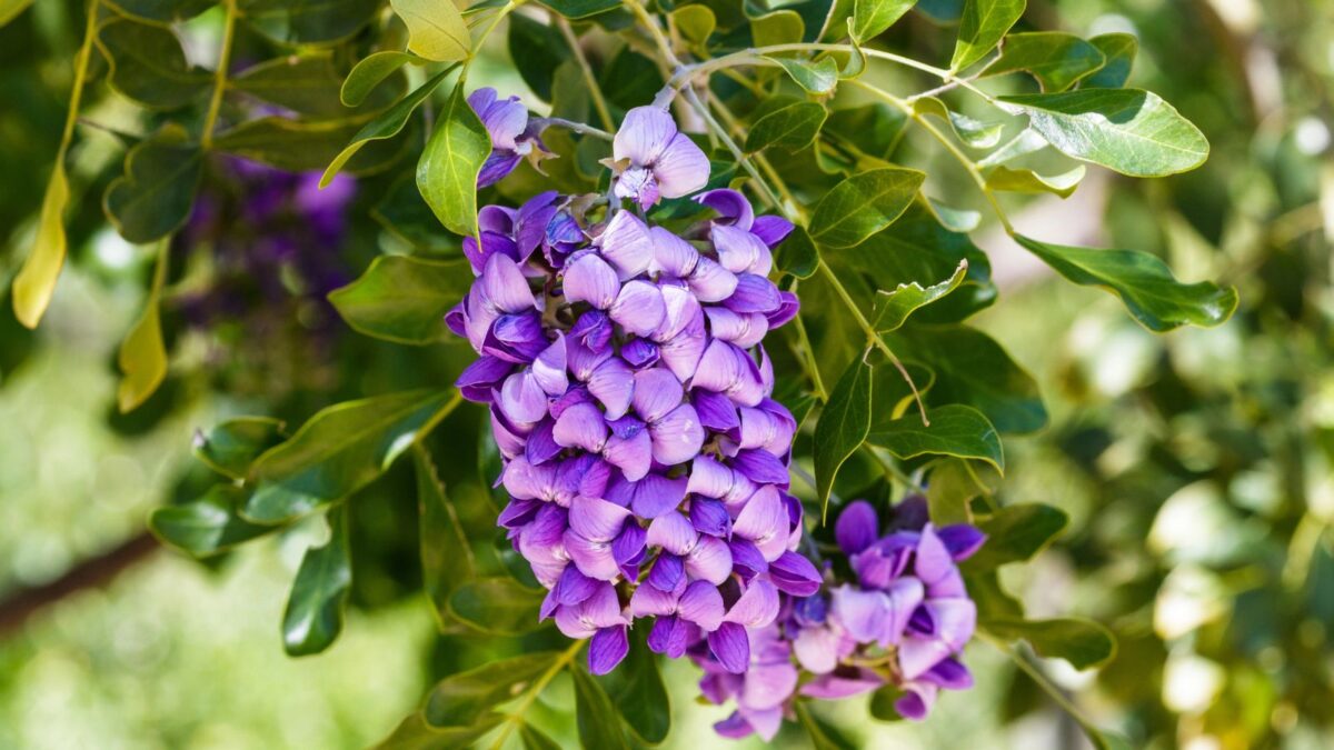 Texas mountain laurel flowers.