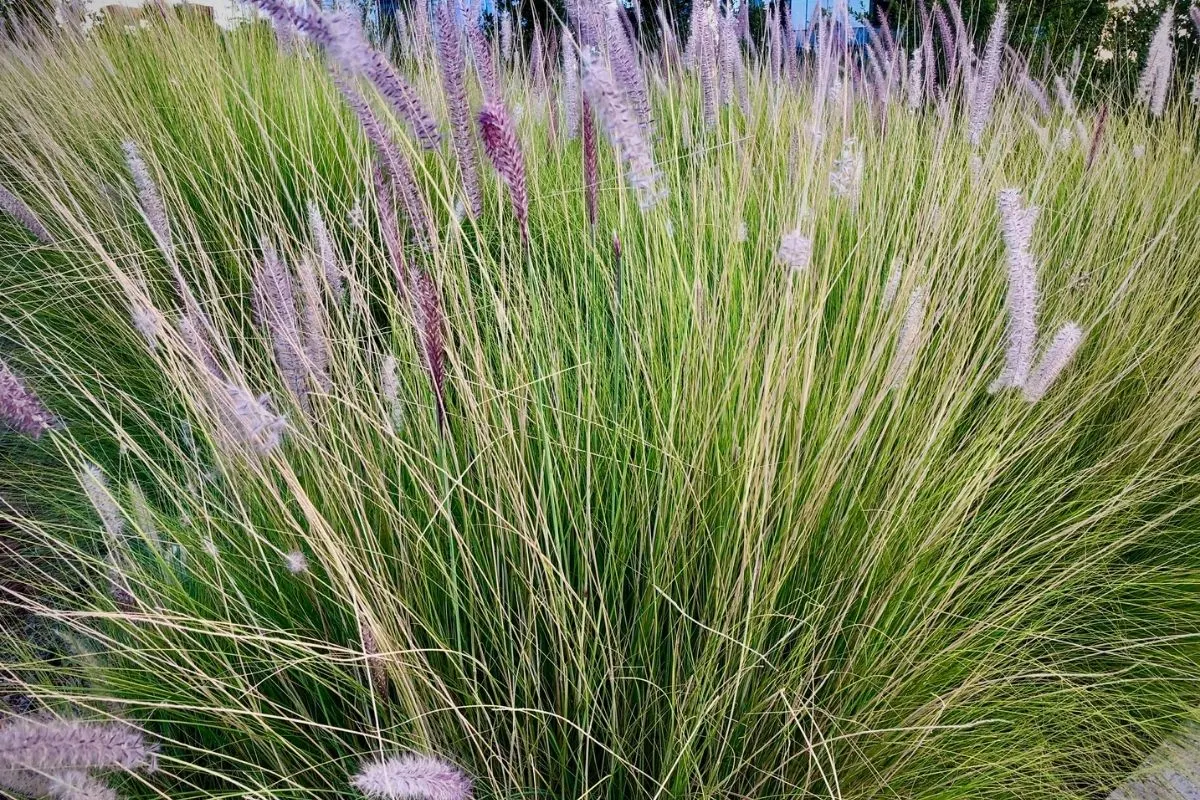 Texas needle grass