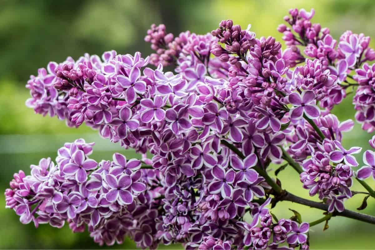 variegated lilac tree