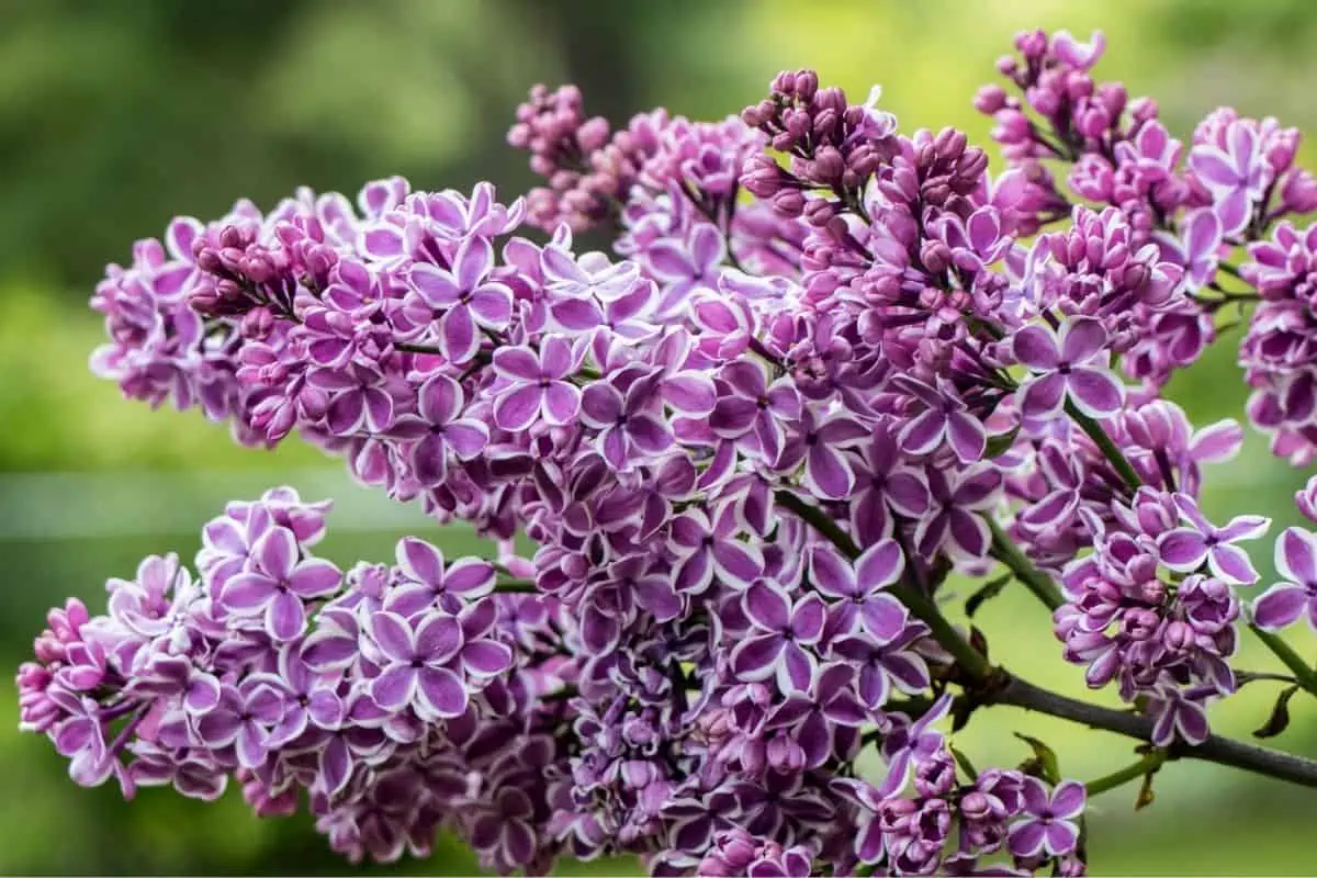 variegated lilac tree