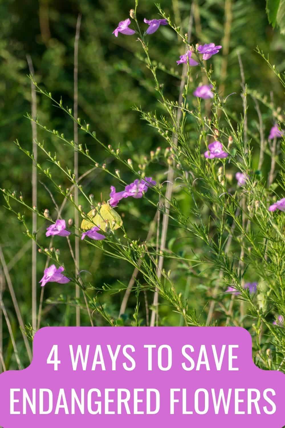 4 ways to save endangered flowers