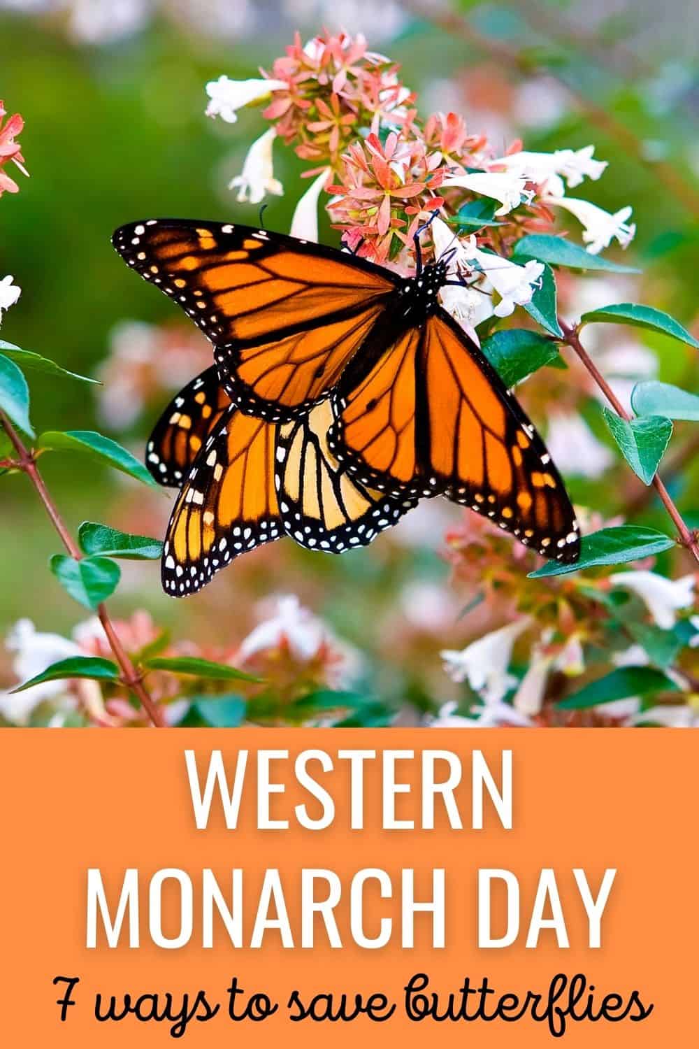 Western Monarch Day