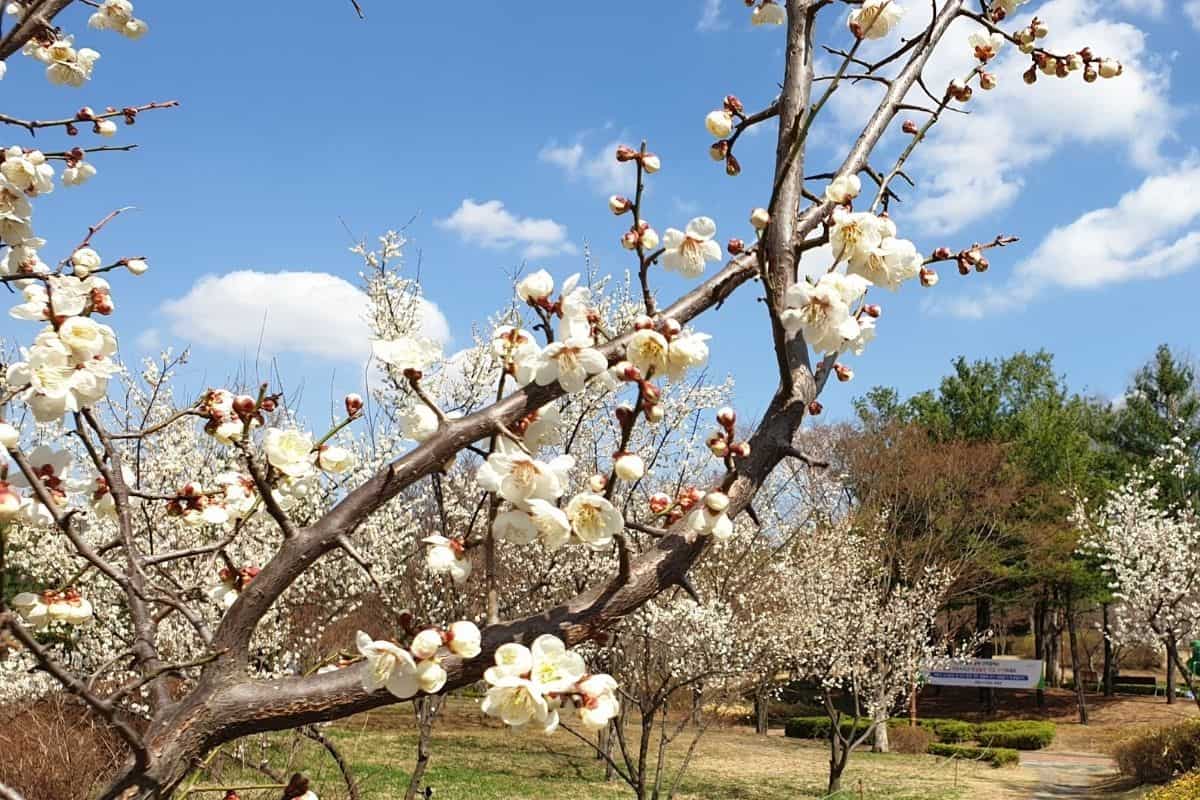 white blooming tree branch