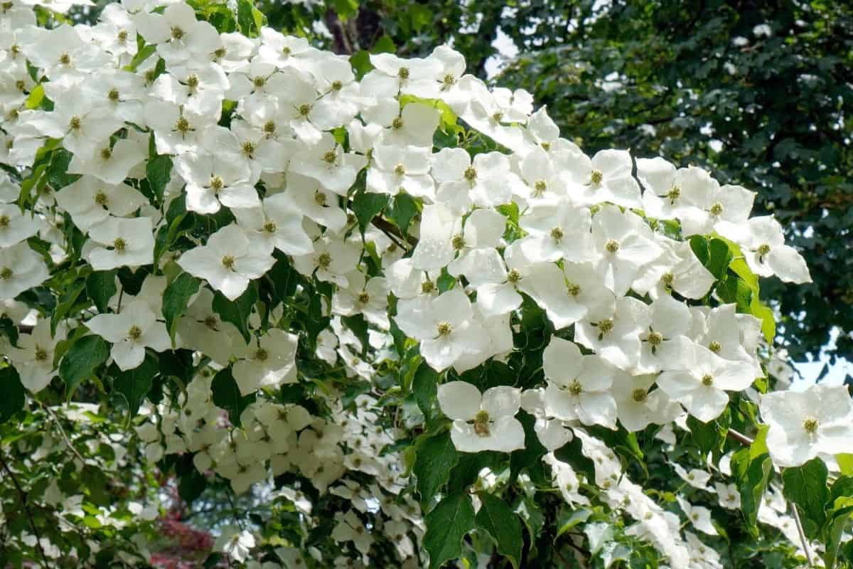 white dogwood flowers