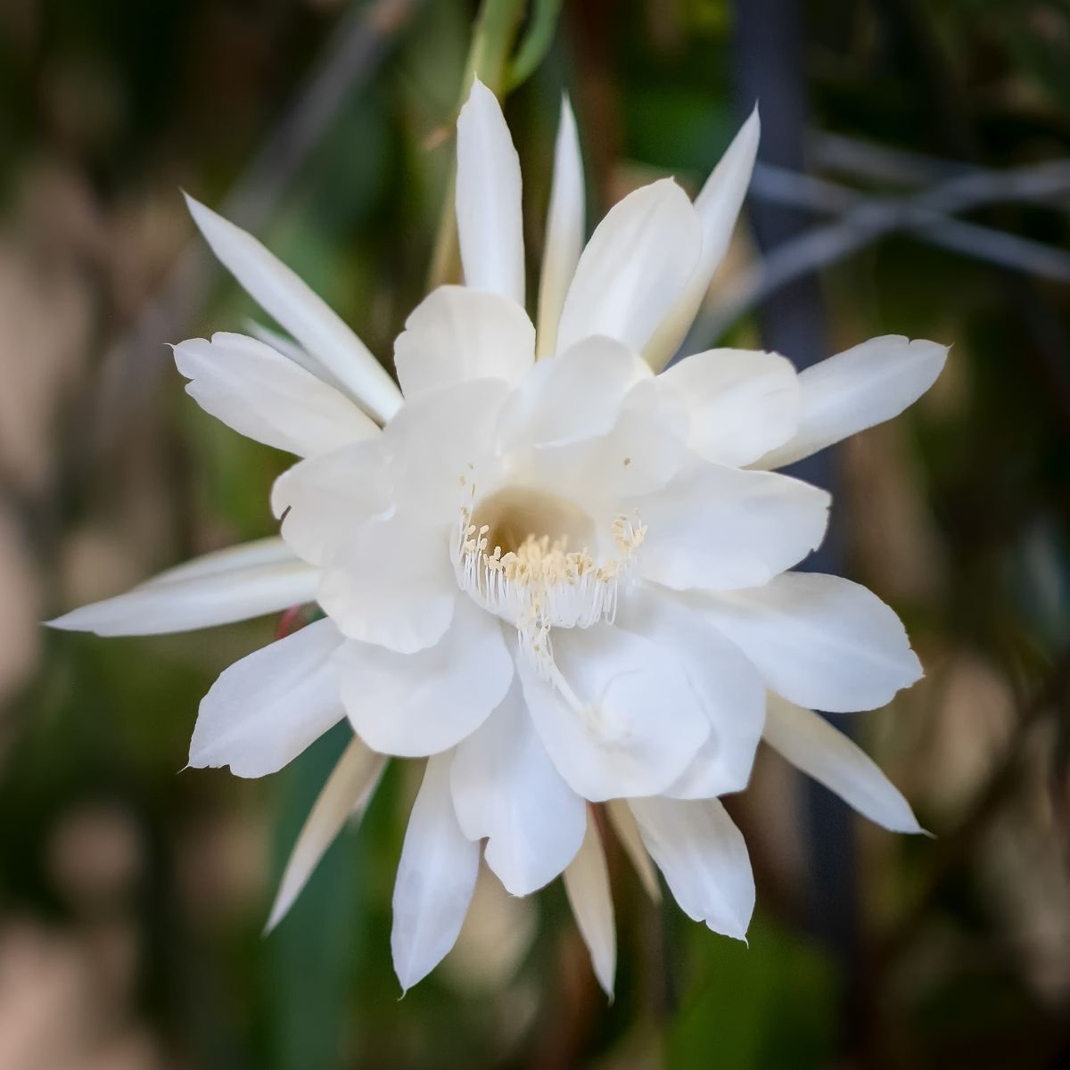 white queen of the night flower.