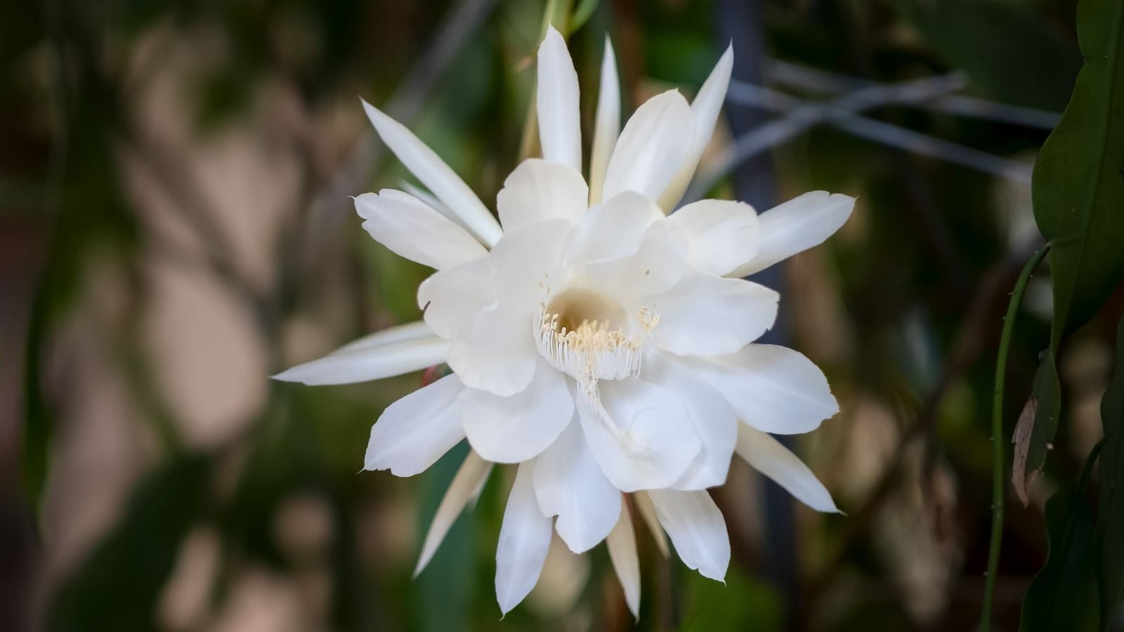 white queen of the night flower.