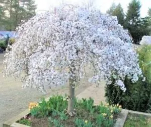white snow fountains weeping cherry tree in bloom