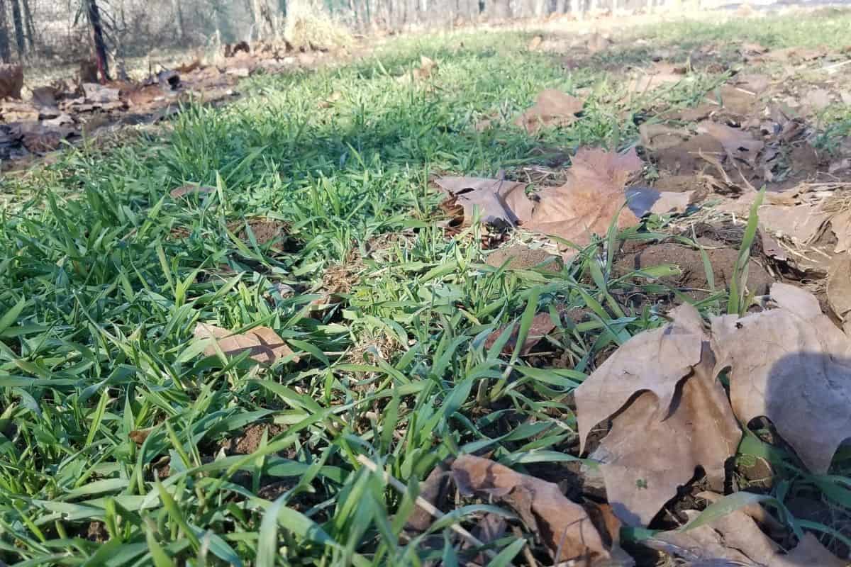 winter rye cover crop