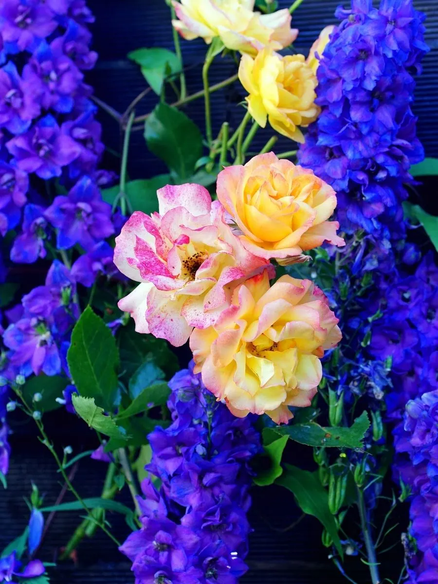 yellow roses and blue delphinium flowers