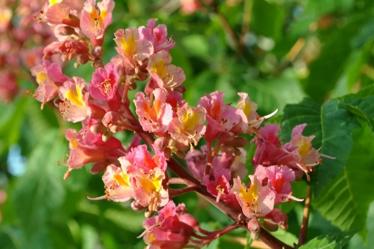 Aesculus x carnea