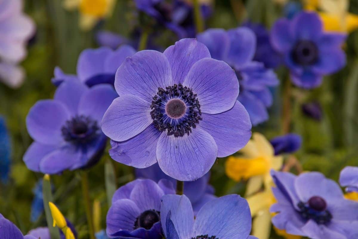 purple Anemone coronaria flowers