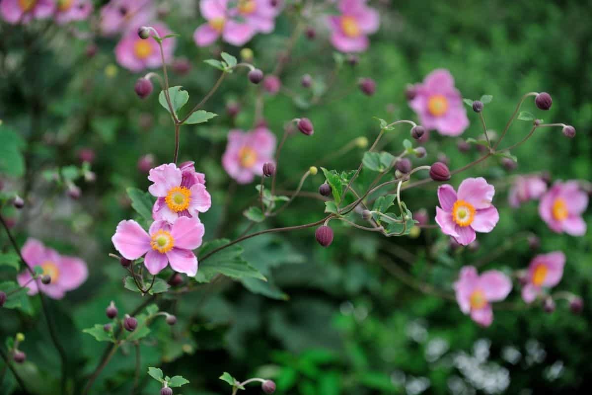 Anemone x hybrida